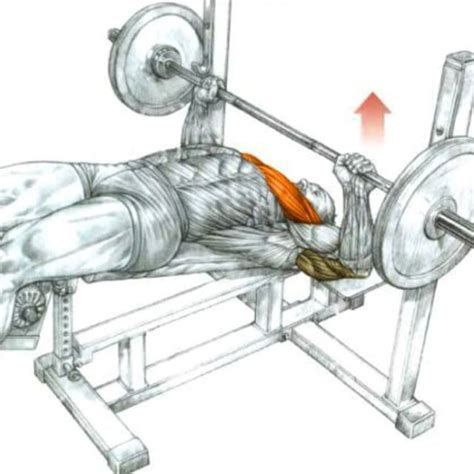 Decline Bench Press by Joseph Martinez - Exercise How-to - Skimble