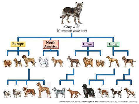 CONSIDER THIS: Science agrees: creationists may be right about animal origins | Dog facts ...