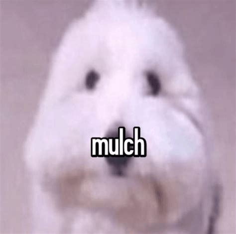 Mulch Mulchgang Meme - Mulch Mulchgang Gang - Discover & Share GIFs