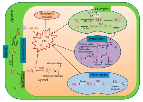 Antioxidants | Free Full-Text | Reactive Oxygen Species and Antioxidant ...