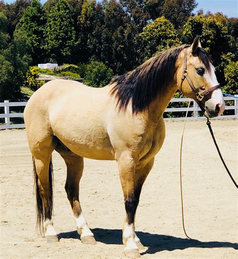 Buckskin Quarter Horses For Sale In Arizona - Horsebreakers Unlimited ...