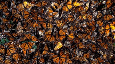 Monarch Butterfly Wallpapers - Wallpaper Cave