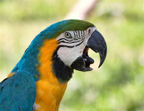 Blue-and-yellow macaw | Macaw, Breeds, Pet birds