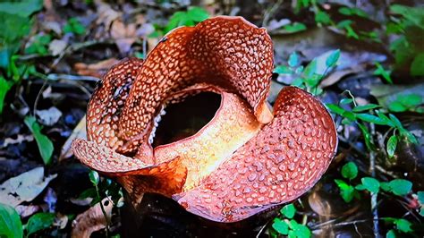 Kabar Baik Untuk Masyarakat, Rafflesia Arnoldii Akhirnya Mekar di Kebun Raya Bogor - JPNN.com Jabar