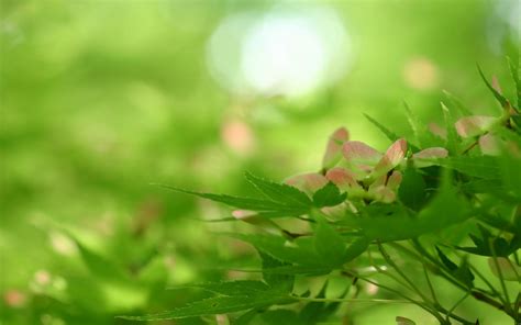 beautiful wallpaper: beautiful pictures of green nature, natural images ...