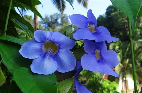 Thunbergia Grandiflora Bengal - Free photo on Pixabay