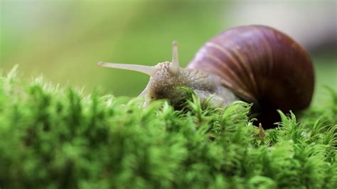 Edible Snails: Learn how to eat and breed these creatures