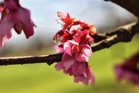 Newark Cherry Blossom Series - 4 Photograph by Christopher Lotito ...