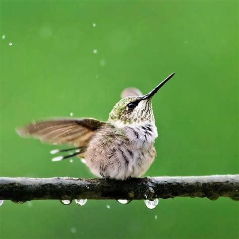 Cute Hummingbird Print Bird Photography Wildlife Pictures, Fine Art ...