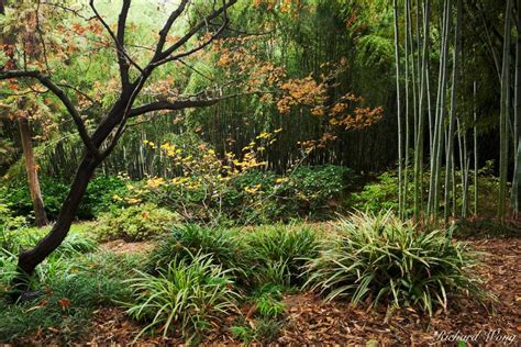 Bamboo Forest Huntington Garden Photo | Richard Wong Photography