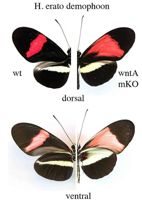 Biologists find genetic master switch for the butterfly's wing color