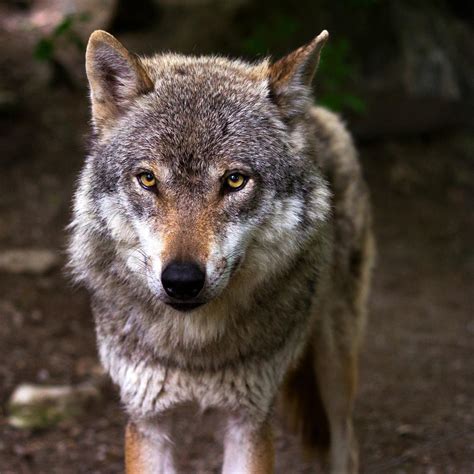 A Gray Wolf's Diet and Hunting Habits