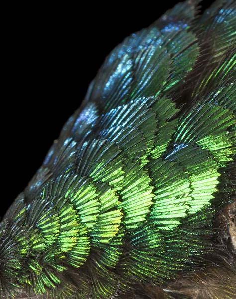 hummingbird feathers - Google zoeken | Hummingbirds 2 | Feather, Hummingbird, Birds