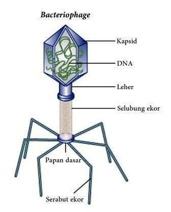 Struktur virus t dan fungsinya 2021