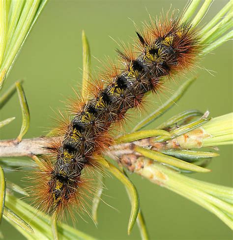 Silver Spotted Tiger Moth – Identification, Life Cycle, Facts & Pictures