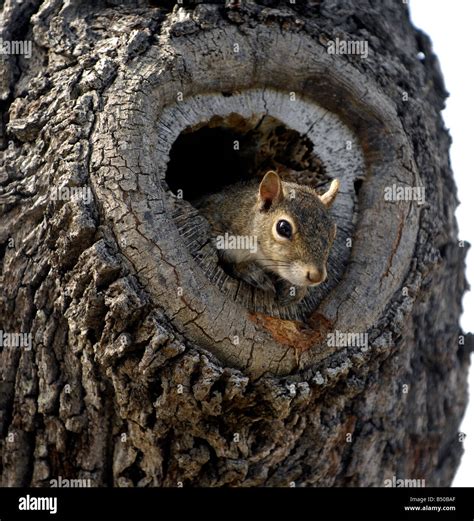 Grey squirrel in a hollow tree nest Stock Photo: 20292567 - Alamy