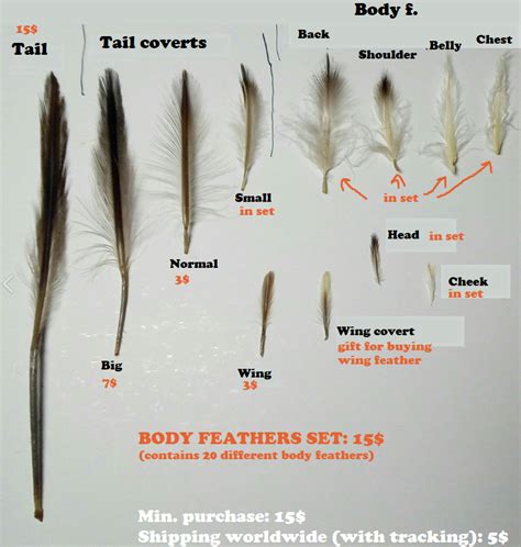 Penguin feathers SALE!!! by Sharkbirb on DeviantArt