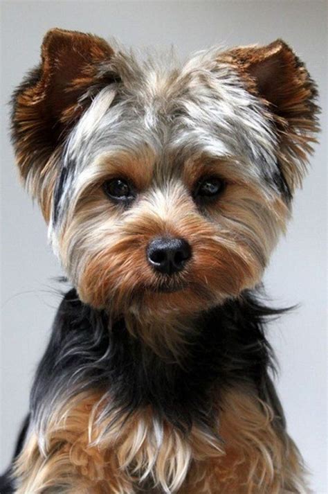 80+ Adorable Yorkie Haircuts For Your Puppy | Yorkie haircuts, Yorkie ...