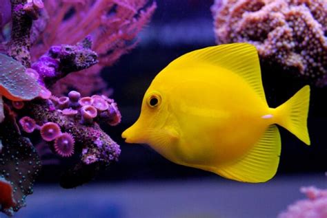 Clownfish Predators: What Feed on Clownfish? - Avid Aquarist