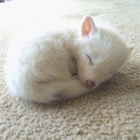 Lil sleeping fox cub : aww