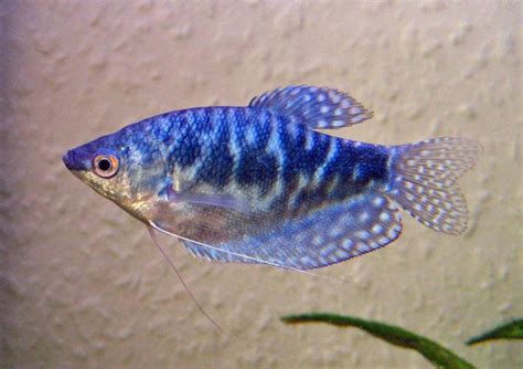 Blue Gourami Fish Species Profile