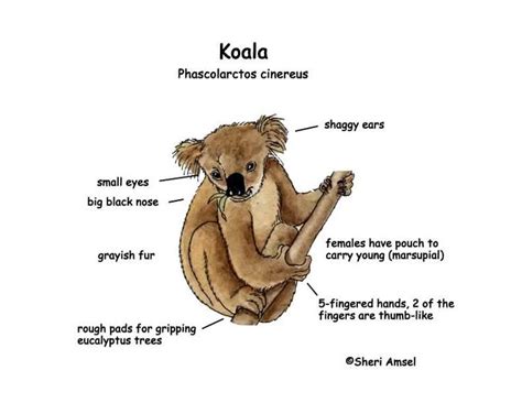 Koala -- Exploring Nature Educational Resource | Koala, Koalas, Animal classification