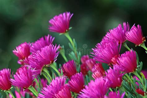 Purple Ice Plant Blossoms - Delosperma Stock Image - Image of flowers, arboretum: 107992321