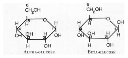 Glucose | Science Decoder