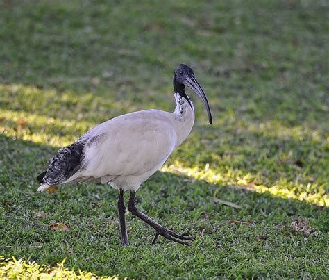 Pictures and information on Australian White Ibis