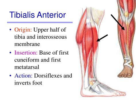 Insertion Of Tibialis Anterior-musculoskeletal