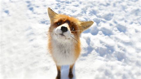 Snow Fox Wallpapers - Wallpaper Cave