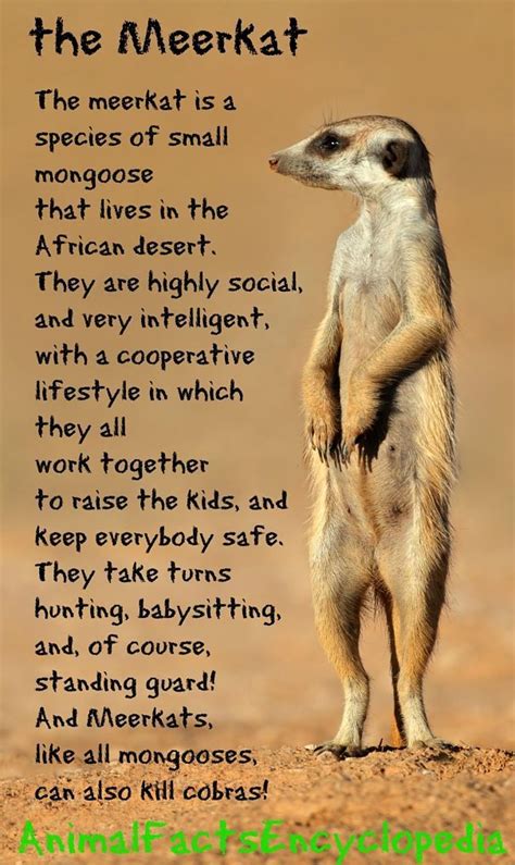 Meerkat Facts - Animal Facts Encyclopedia | Animal facts, Fun facts about animals, Meerkat