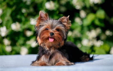 Yorkie Puppies Wallpapers - Top Free Yorkie Puppies Backgrounds ...