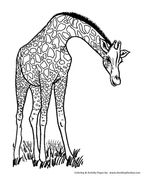 Wild Animal Coloring Pages | Long neck Giraffe eating Coloring Page and ...