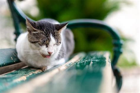 Cat Drooling: Causes, Symptoms & Treatment - All About Cats