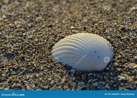 Texture of White Clamshell on the Beach Sand Stock Photo - Image of bright, cover: 181106608