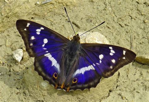 Conserving Warnham’s Rare Butterflies - Warnham Parish Dev