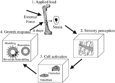 [PDF] The aging of Wolff's "law": ontogeny and responses to mechanical loading in cortical bone ...