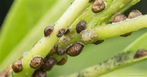 Got Soft Scale Bugs? How To Get Rid Of Soft Scale On Plants