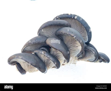 edible natural spruce tree fungus Stock Photo - Alamy