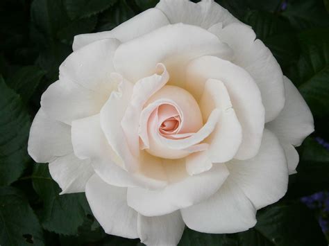 White garden rose | White gardens, Rose, Flowers