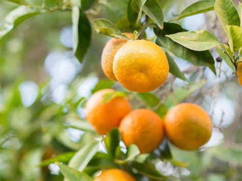 8 Different Dwarf Citrus Trees You Can Grow at Home