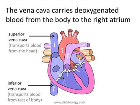 meaning of the Anterior Vena Cava Function superior vena cava svc is of two venae cavae great ...