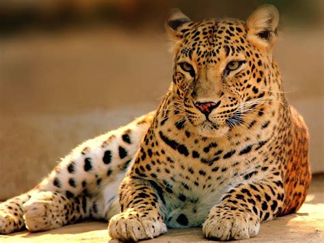 Wildlife Images Free Download