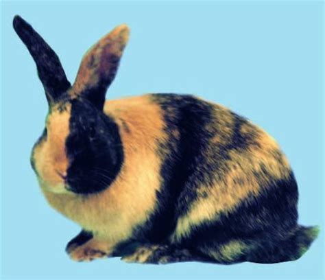 Harlequin rabbit - Alchetron, The Free Social Encyclopedia