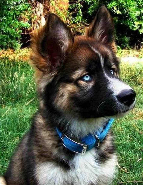 German Shepherd Husky Mix Puppy Cost - Puppy And Pets