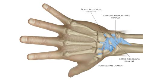 Dorsal Hand Ligaments