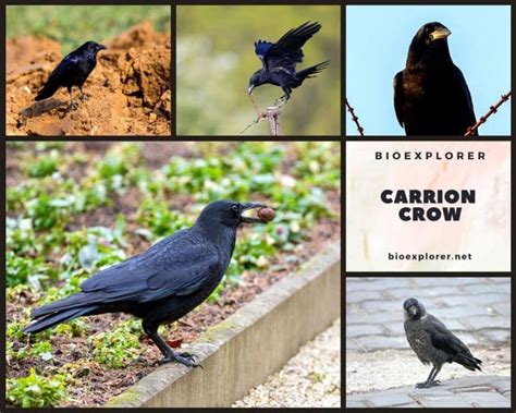 Carrion Crow | Corvus corone | Black Bird | Diet | Fun Facts