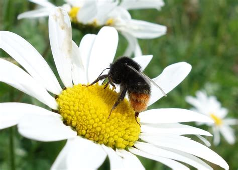 Urban Pollinators: The seven most common bumblebee species to find in ...