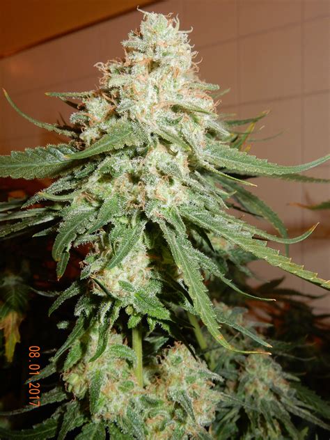 Barney's Farm Critical Kush grow journal week9 by Tripaholic88 - GrowDiaries